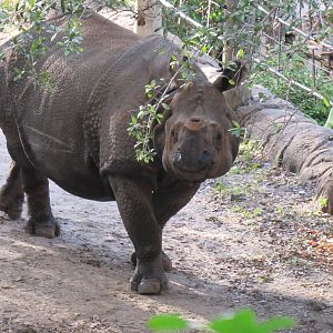 Indian Rhinoceros