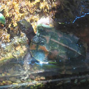 Indochinese Serrated Turtle