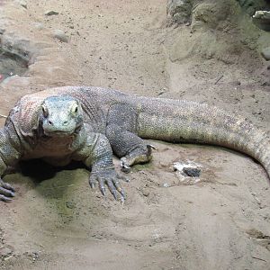 Komodo Dragon