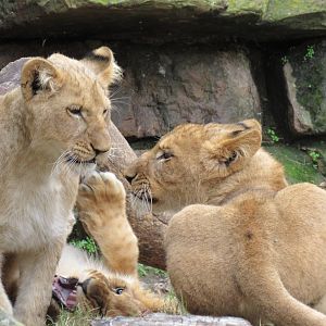 Lion Cubs