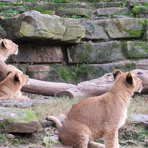 When a Helicopter Flys By...