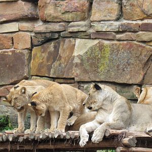 How Many Lions on One Platform?