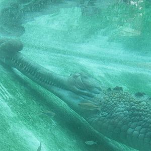 Male Gharial