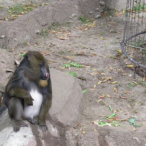 Mandrill21