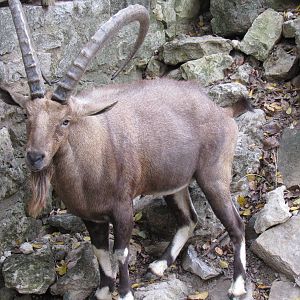 Nubian_Ibex