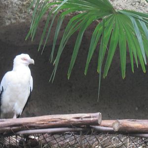 Palm_Nut_Vulture3