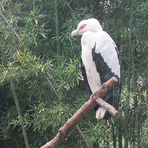 Palm_Nut_Vulture_2_