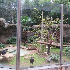 Palm_Nut_Vulture_and_White_Necked_Raven_Aviary