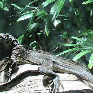 Philippine_Sailfin_Dragon