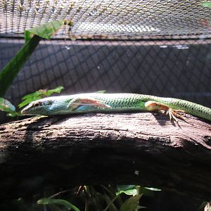 Philippine_Tree_Skink