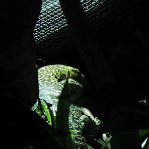 Quince_Monitor2