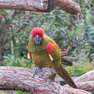 Red_Fronted_Macaw2