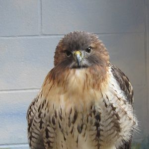 Red_Tailed_Hawk3