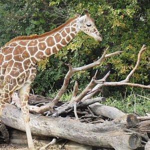 Reticulated_Giraffe2