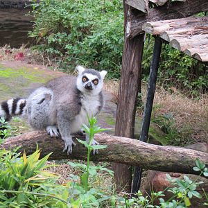 Ring_Tailed_Lemur21