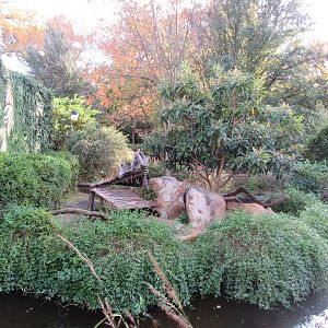 Ring_Tailed_Lemur_Island