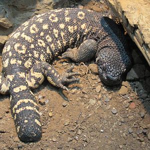 Rio_Fuerte_Bearded_Lizard