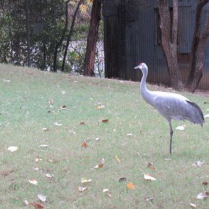 Sandhill_Crane1