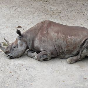 South-Central_Black_Rhinoceros2