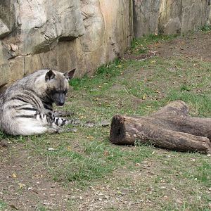 Striped_Hyena1