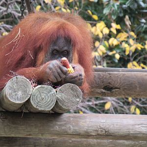 Sumatran_Orangutan2
