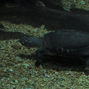 Turtle_ID