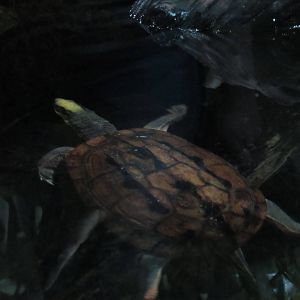 Turtle_ID2