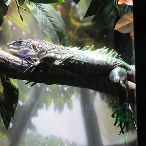 Utila_Island_Iguana