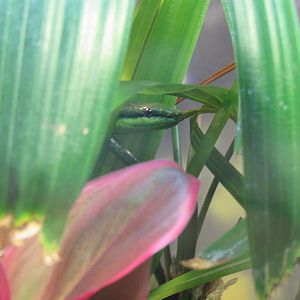 Vietnamese_Leaf-Nosed_Snake