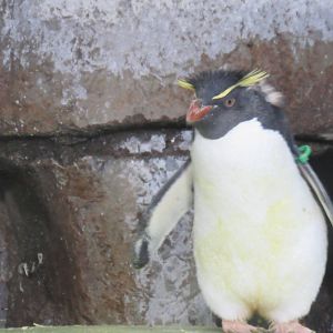 Western_Rockhopper_Penguin2