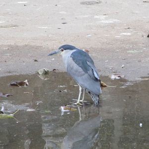 Black-crowned Night Heron