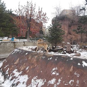 Eurasian wolf exhibit