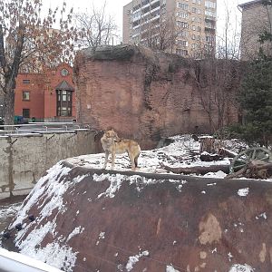 Eurasian wolf exhibit