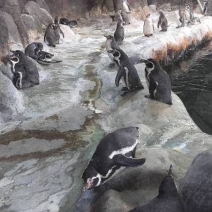 Humboldt penguins