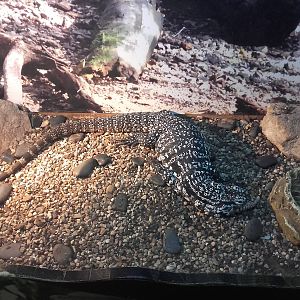 Argentine black and white tegu (Tupinambis (=Salvator) merianae)