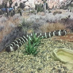 California kingsnake (Lampropeltis californiae)