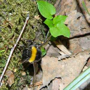 Buff-tailed bumblebee (Bombus terrestris)