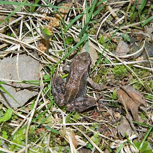 Juvenile common frog