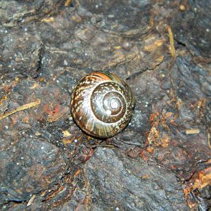 Copse snail (Arianta arbustorum)