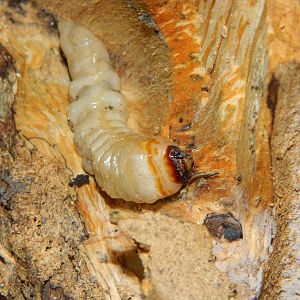 Cerambycidae sp. larva