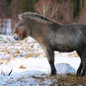 Needing That Winter Coat Now