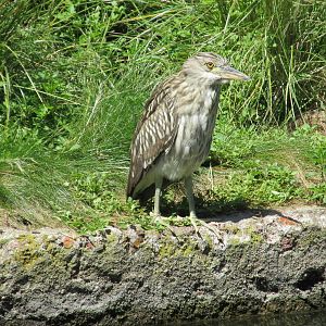 juvenile night heron BA ZOO
