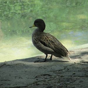 speckled teal BA zoo