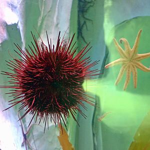 Sea Urchin
