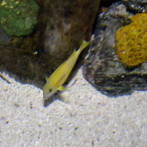 Orangeblotch surgeonfish