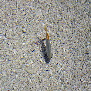 Threadfin butterflyfish