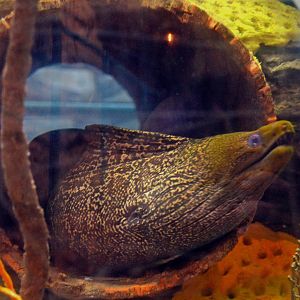 Giant Moray (Gymnothorax javanicus)