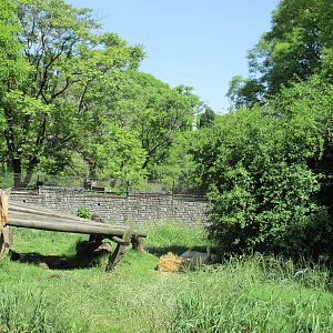 white lions exhibit BA zoo