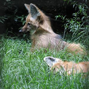 maned wolf BA zoo