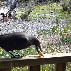 Black Currawong?